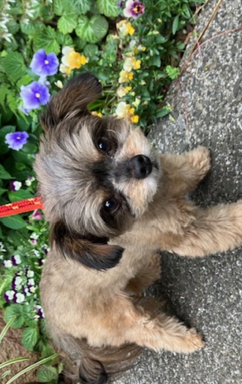 散歩中の小型犬のアップ写真